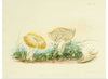 "Illustrations of British Mycology Plate 40 (1847-1855)", Anna Maria Hussey