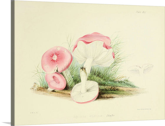 "Illustrations of British Mycology Plate 41 (1847-1855)", Anna Maria Hussey