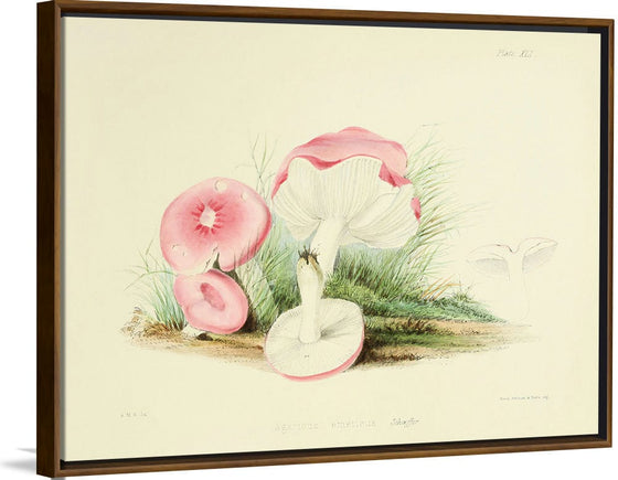 "Illustrations of British Mycology Plate 41 (1847-1855)", Anna Maria Hussey