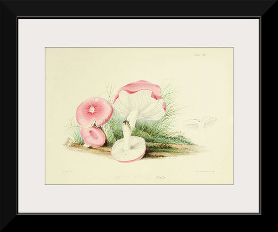 "Illustrations of British Mycology Plate 41 (1847-1855)", Anna Maria Hussey