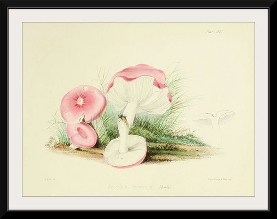 "Illustrations of British Mycology Plate 41 (1847-1855)", Anna Maria Hussey