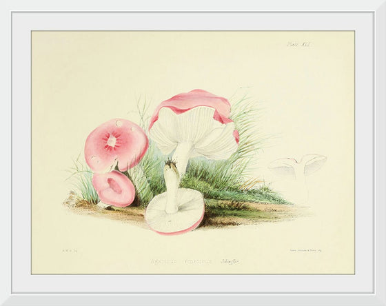 "Illustrations of British Mycology Plate 41 (1847-1855)", Anna Maria Hussey