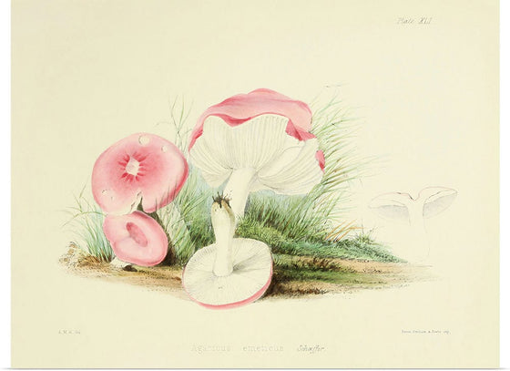 "Illustrations of British Mycology Plate 41 (1847-1855)", Anna Maria Hussey