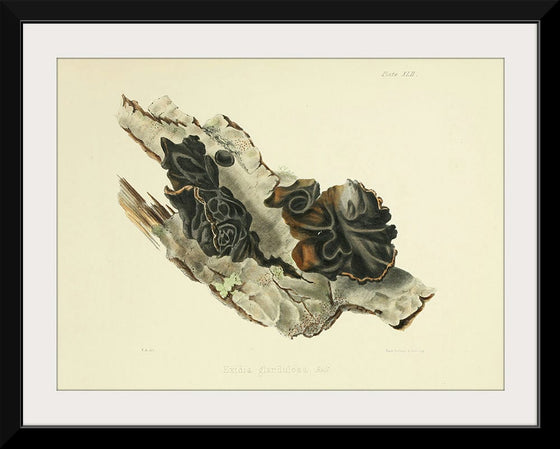 "Illustrations of British Mycology Plate 42 (1847-1855)", Anna Maria Hussey