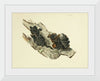 "Illustrations of British Mycology Plate 42 (1847-1855)", Anna Maria Hussey