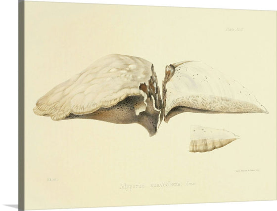 "Illustrations of British Mycology Plate 43 (1847-1855)", Anna Maria Hussey