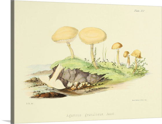 "Illustrations of British Mycology Plate 45 (1847-1855)", Anna Maria Hussey