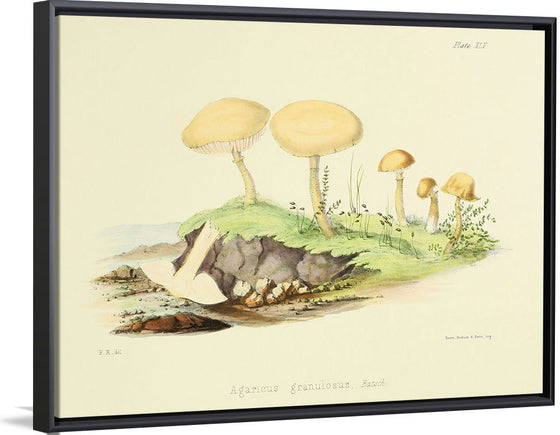 "Illustrations of British Mycology Plate 45 (1847-1855)", Anna Maria Hussey