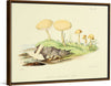 "Illustrations of British Mycology Plate 45 (1847-1855)", Anna Maria Hussey