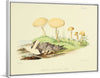 "Illustrations of British Mycology Plate 45 (1847-1855)", Anna Maria Hussey