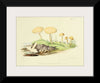 "Illustrations of British Mycology Plate 45 (1847-1855)", Anna Maria Hussey