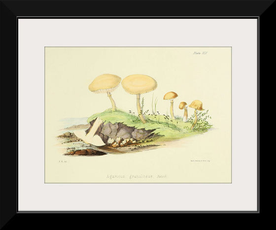 "Illustrations of British Mycology Plate 45 (1847-1855)", Anna Maria Hussey