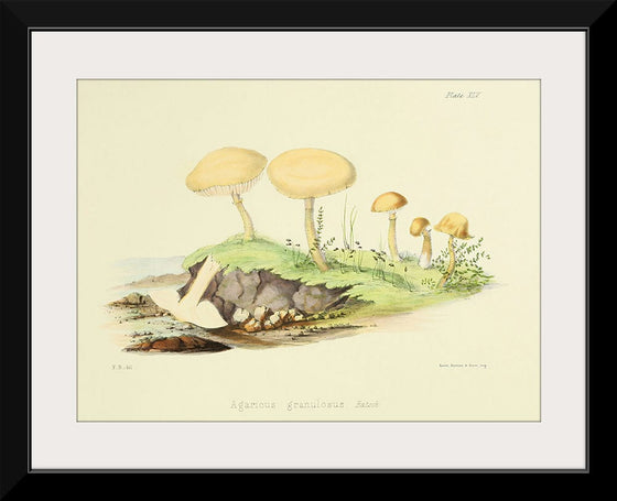 "Illustrations of British Mycology Plate 45 (1847-1855)", Anna Maria Hussey