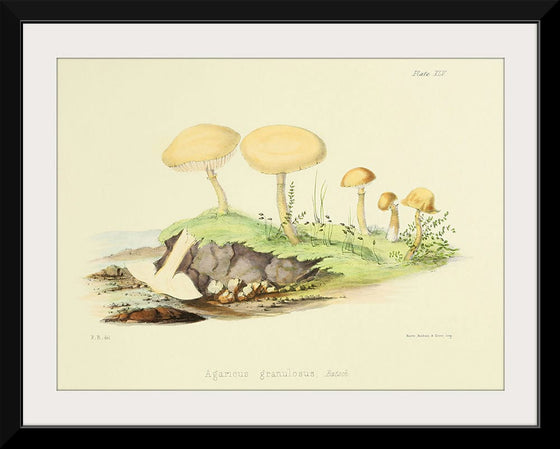 "Illustrations of British Mycology Plate 45 (1847-1855)", Anna Maria Hussey