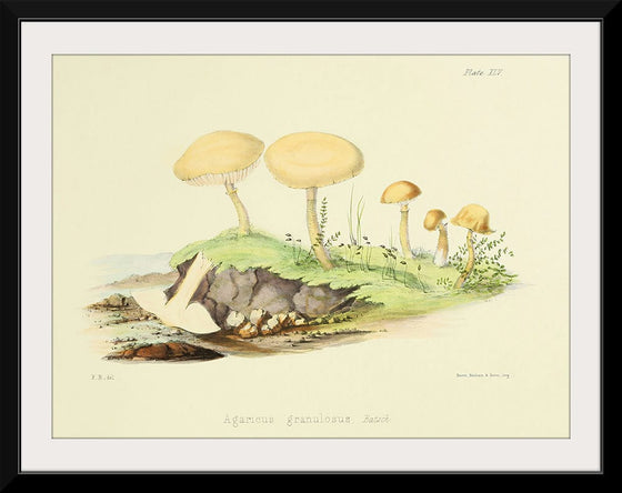 "Illustrations of British Mycology Plate 45 (1847-1855)", Anna Maria Hussey