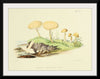 "Illustrations of British Mycology Plate 45 (1847-1855)", Anna Maria Hussey