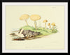 "Illustrations of British Mycology Plate 45 (1847-1855)", Anna Maria Hussey