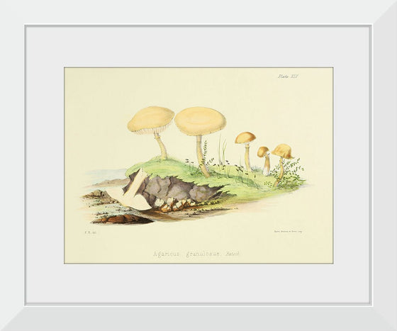 "Illustrations of British Mycology Plate 45 (1847-1855)", Anna Maria Hussey