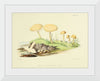 "Illustrations of British Mycology Plate 45 (1847-1855)", Anna Maria Hussey