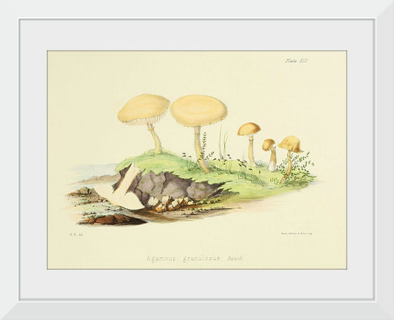 "Illustrations of British Mycology Plate 45 (1847-1855)", Anna Maria Hussey