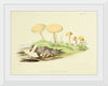 "Illustrations of British Mycology Plate 45 (1847-1855)", Anna Maria Hussey