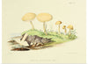 "Illustrations of British Mycology Plate 45 (1847-1855)", Anna Maria Hussey