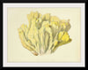 "Illustrations of British Mycology Plate 46 (1847-1855)", Anna Maria Hussey