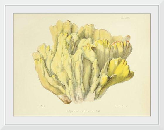 "Illustrations of British Mycology Plate 46 (1847-1855)", Anna Maria Hussey
