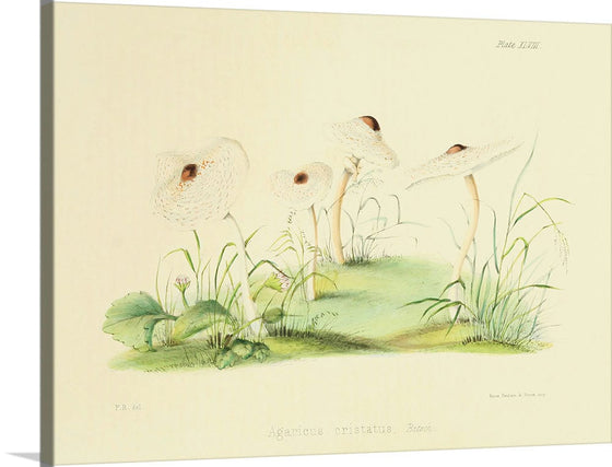 "Illustrations of British Mycology Plate 48 (1847-1855)", Anna Maria Hussey