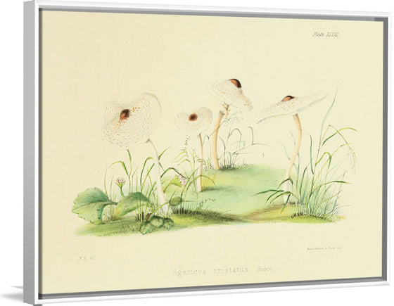 "Illustrations of British Mycology Plate 48 (1847-1855)", Anna Maria Hussey