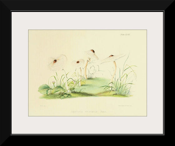 "Illustrations of British Mycology Plate 48 (1847-1855)", Anna Maria Hussey