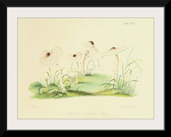 "Illustrations of British Mycology Plate 48 (1847-1855)", Anna Maria Hussey