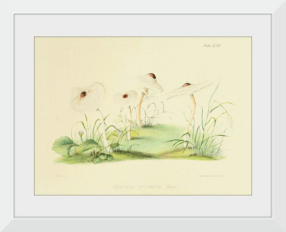 "Illustrations of British Mycology Plate 48 (1847-1855)", Anna Maria Hussey