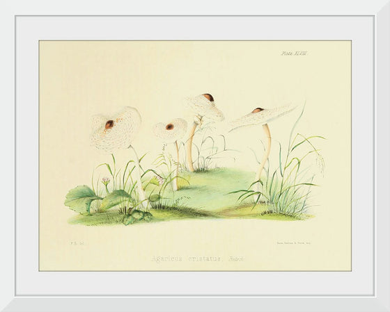 "Illustrations of British Mycology Plate 48 (1847-1855)", Anna Maria Hussey