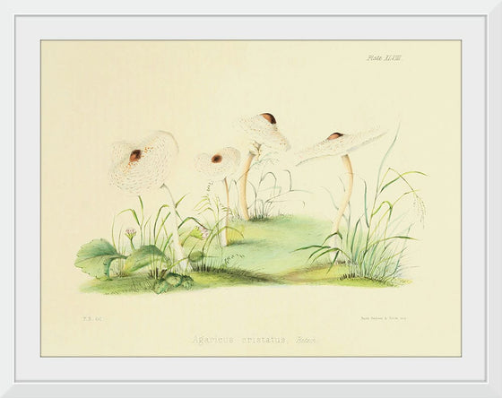 "Illustrations of British Mycology Plate 48 (1847-1855)", Anna Maria Hussey