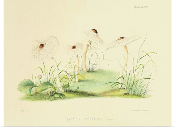 "Illustrations of British Mycology Plate 48 (1847-1855)", Anna Maria Hussey