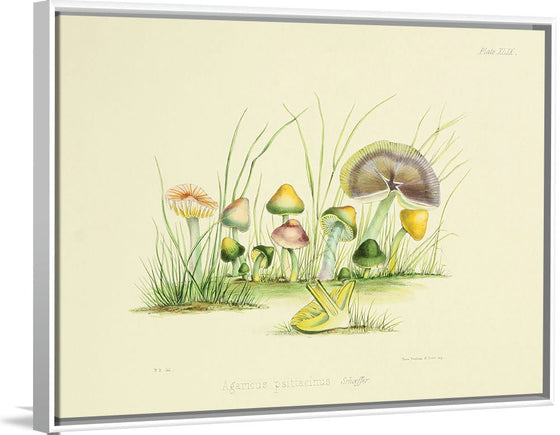 "Illustrations of British Mycology Plate 49 (1847-1855)", Anna Maria Hussey