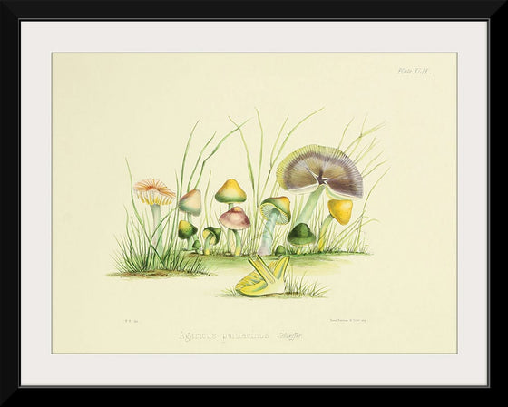 "Illustrations of British Mycology Plate 49 (1847-1855)", Anna Maria Hussey