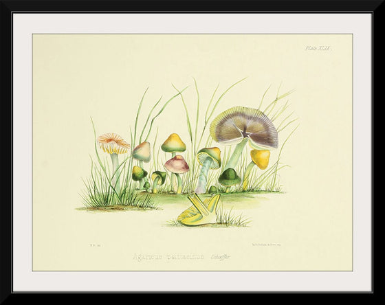 "Illustrations of British Mycology Plate 49 (1847-1855)", Anna Maria Hussey