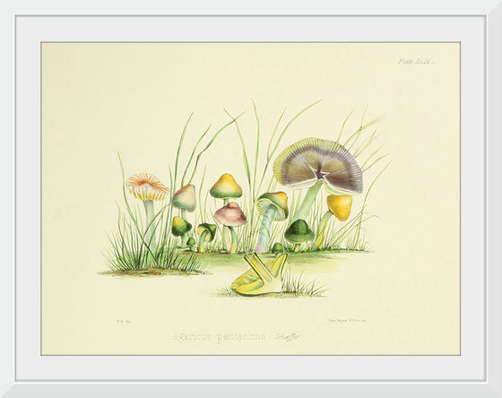 "Illustrations of British Mycology Plate 49 (1847-1855)", Anna Maria Hussey