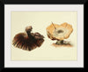"Illustrations of British Mycology Plate 51 (1847-1855)", Anna Maria Hussey