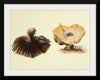 "Illustrations of British Mycology Plate 51 (1847-1855)", Anna Maria Hussey