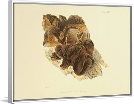 "Illustrations of British Mycology Plate 53 (1847-1855)", Anna Maria Hussey