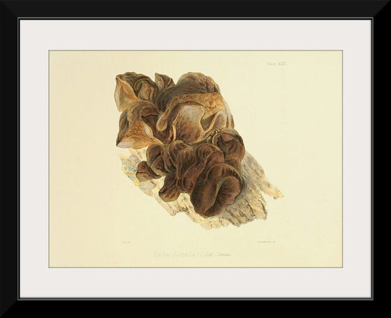 "Illustrations of British Mycology Plate 53 (1847-1855)", Anna Maria Hussey