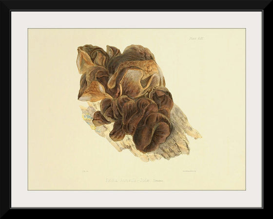 "Illustrations of British Mycology Plate 53 (1847-1855)", Anna Maria Hussey