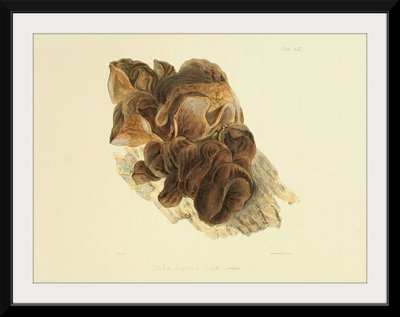 "Illustrations of British Mycology Plate 53 (1847-1855)", Anna Maria Hussey