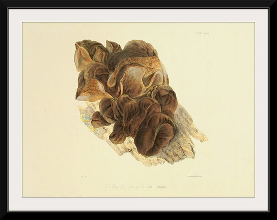 "Illustrations of British Mycology Plate 53 (1847-1855)", Anna Maria Hussey