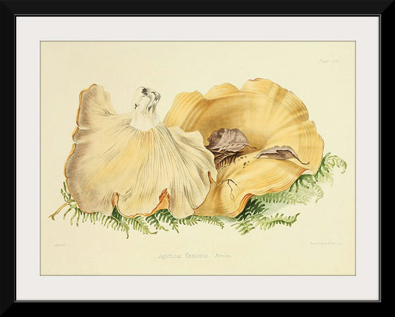 "Illustrations of British Mycology Plate 59 (1847-1855)", Anna Maria Hussey
