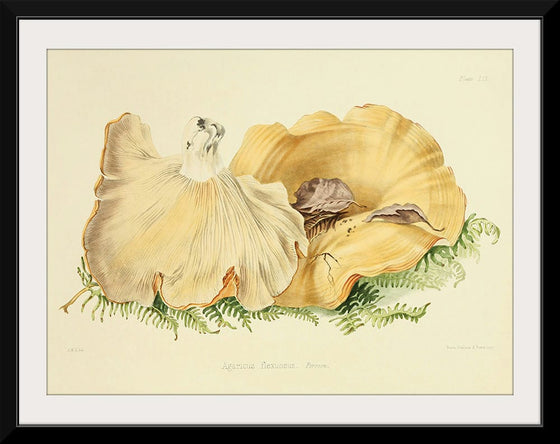 "Illustrations of British Mycology Plate 59 (1847-1855)", Anna Maria Hussey