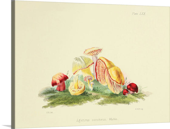 "Illustrations of British Mycology Plate 61 (1847-1855)", Anna Maria Hussey